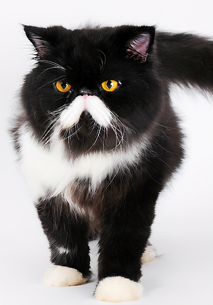 猫咪发出咕噜的声音摇尾巴,猫咪摇尾巴的表达方式