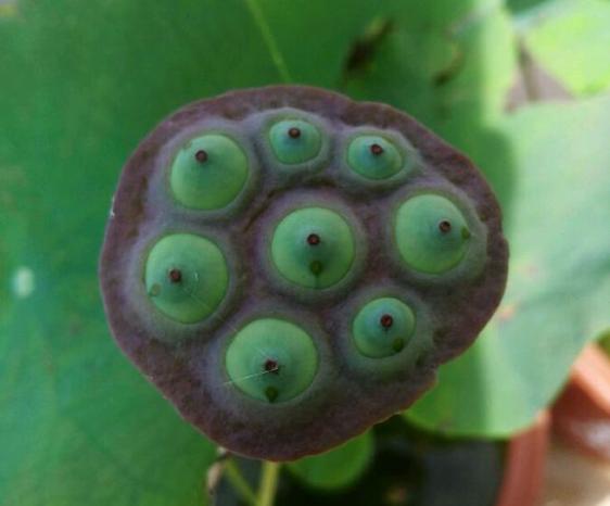 碗莲结了莲蓬怎么办?留下还是摘掉?详解碗莲结实后的养护