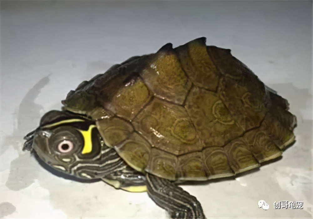 新买的乌龟回家要注意什么,新买的乌龟到家怎么防止腐皮