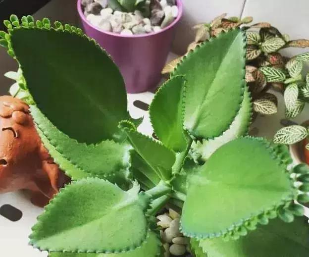 不死鸟怎么养合适,不死鸟怎么养才好看