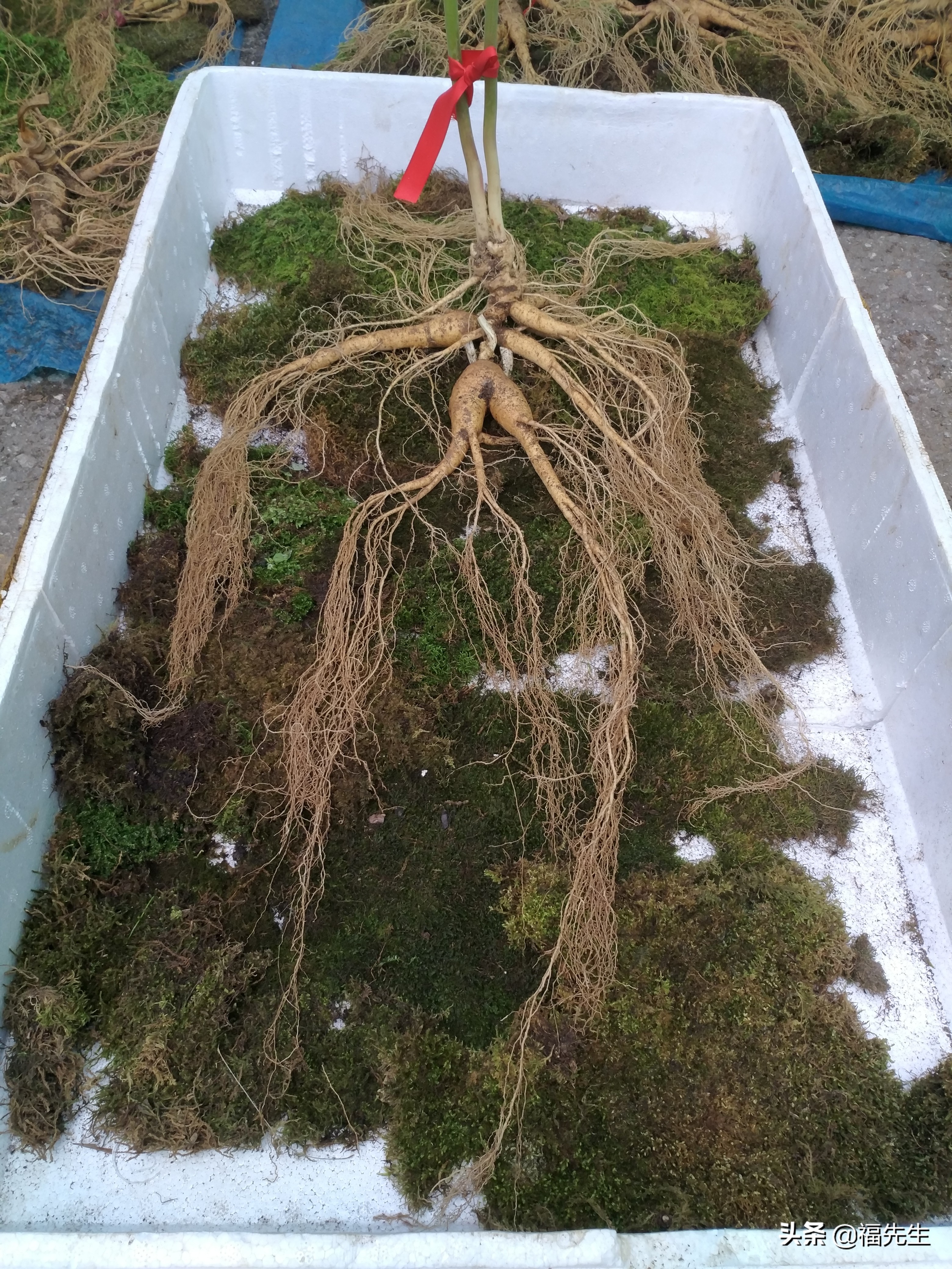 人参冷门常识,解读人参