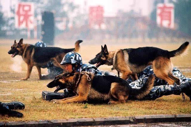 为什么德国人那么喜欢养狗,为什么很多人都喜欢养瑞士牧羊犬