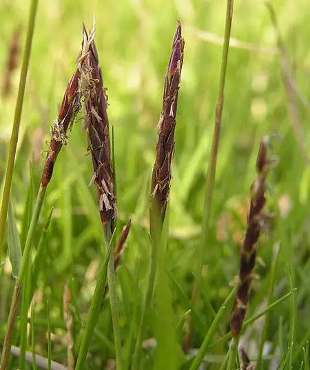 楼顶草坪花园设计效果图,花园草坪养护问题的成果概述