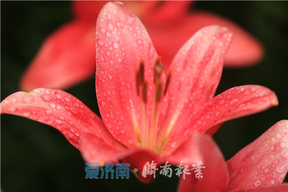 济南夏日风景美如画,济南美如画的地方