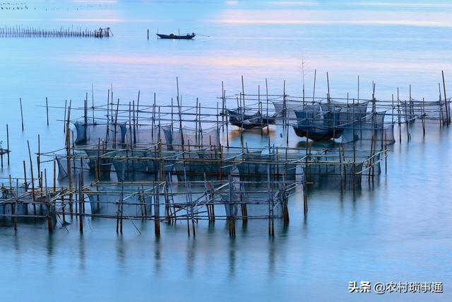 水产养殖业为什么行情这么低迷,水产养殖低迷的例子