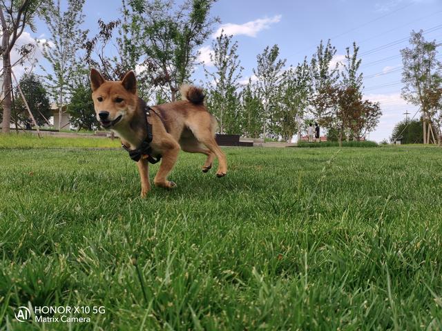 荣耀热门五款机型拍照对比：分别是Play4T/X10/30S/30/30Pro