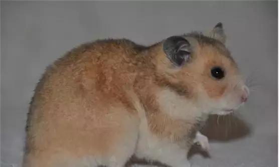 仓鼠种类大仓鼠,仓鼠的详细资料仓鼠的种类
