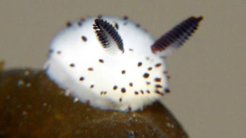 壹壹生态养殖,壹生态小百科