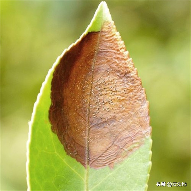 油茶炭疽防治时间,油茶炭疽病属于真菌还是细菌
