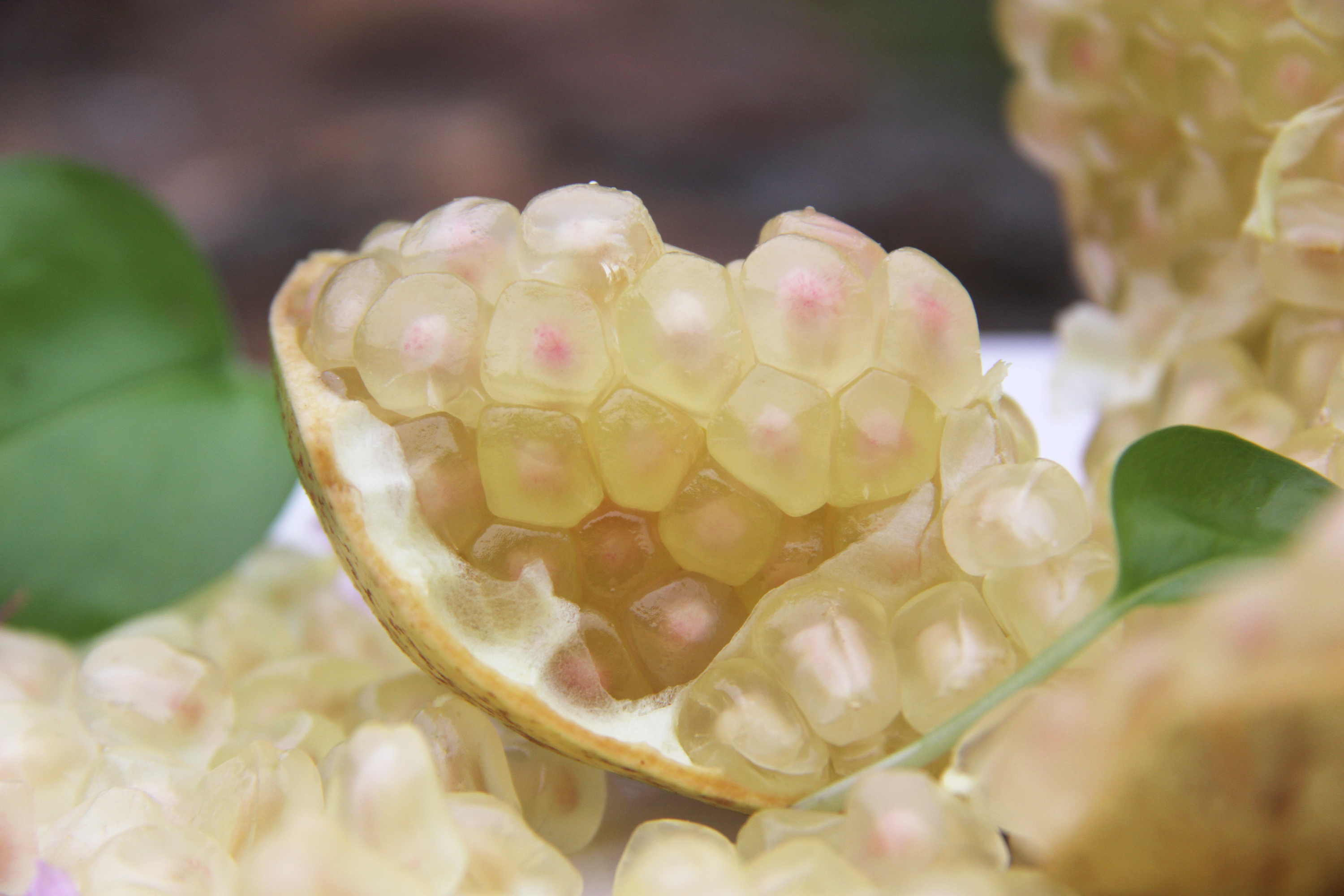 白花玉石籽石榴,玉石籽石榴