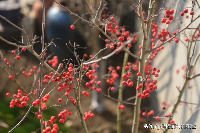 整个冬天都挂着的小红果，迷你山楂“冬果王”｜植物笔记