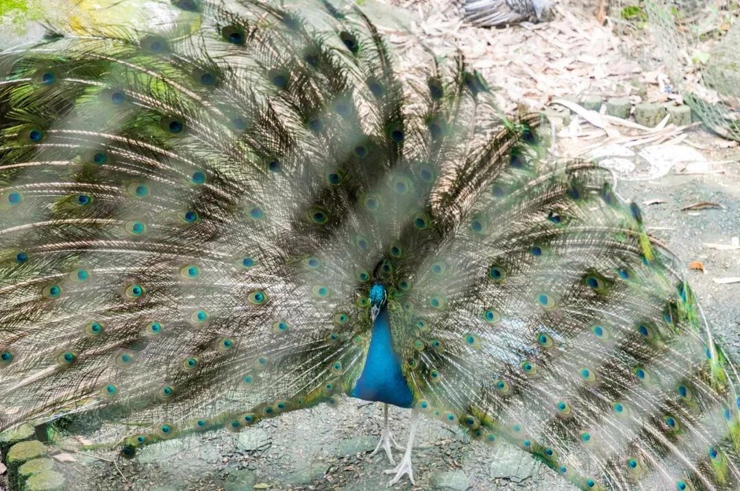深圳旅游好去处推荐,深圳宝安区周末休闲浪漫好去处