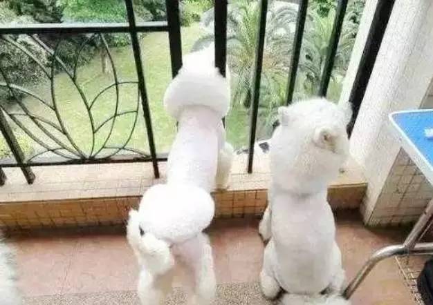 给萨摩耶犬剃毛,给萨摩耶剃毛怎么才能让它不动