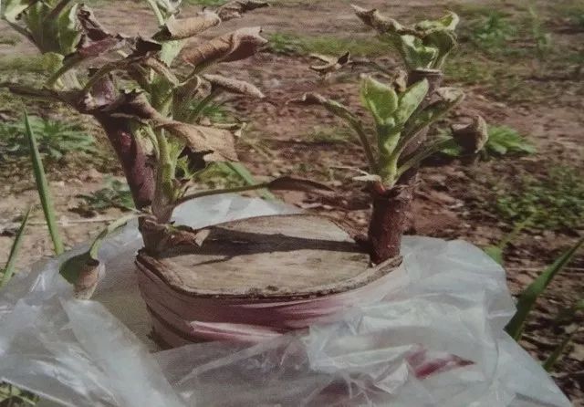 老苹果树嫁接改造视频,苹果树老树最新改造方案