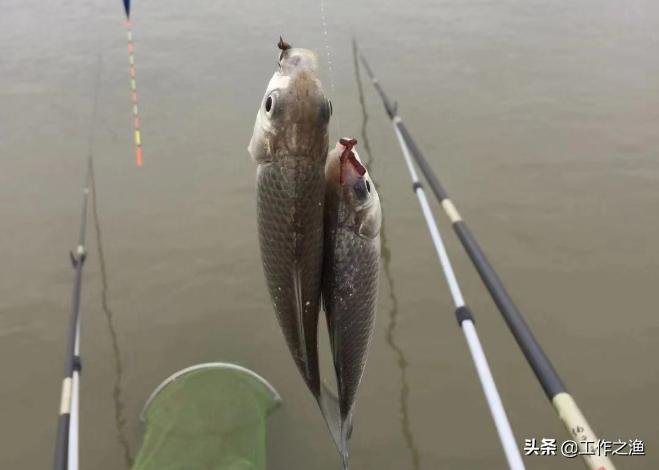 钓鱼双尾技巧,钓鱼双飞寓意