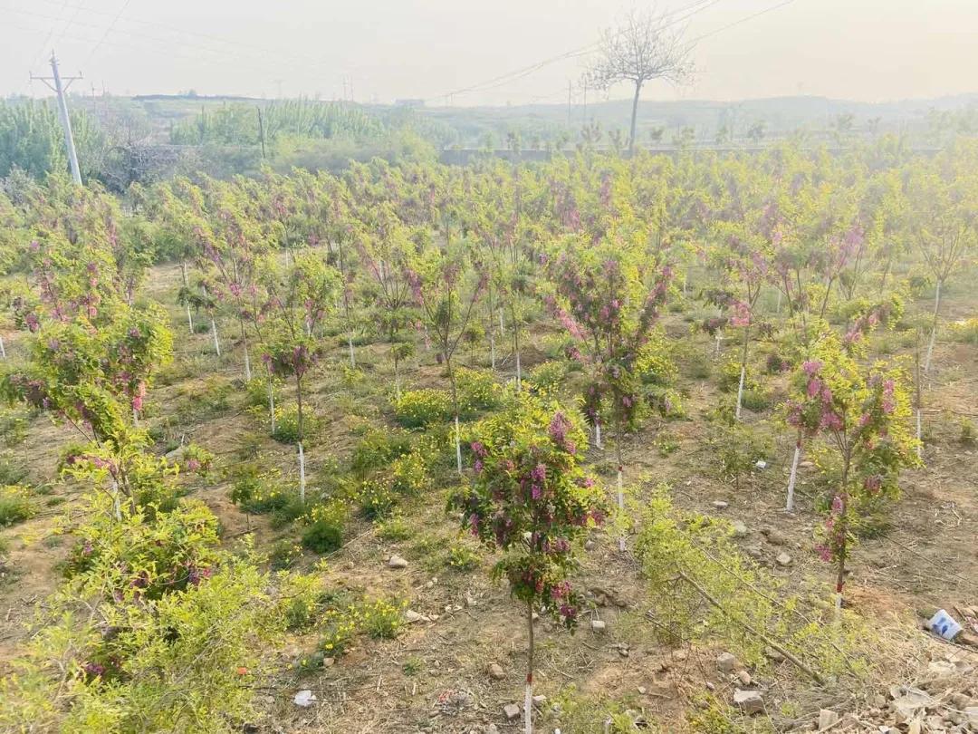 峰峰矿区哪个乡镇最好,峰峰美丽乡村都有哪些