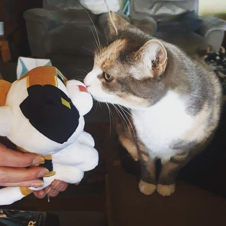 minecraft第一种鸟类,minecraft里的狗怎么才能有