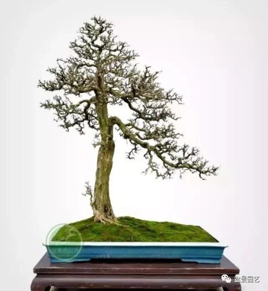 48种绝世盆景,绝世惊艳之作