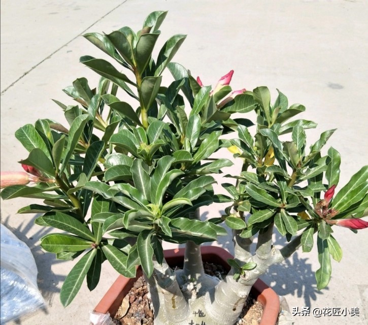 沙漠玫瑰花舒展不开怎么办,沙漠玫瑰花苞打不开是怎么回事