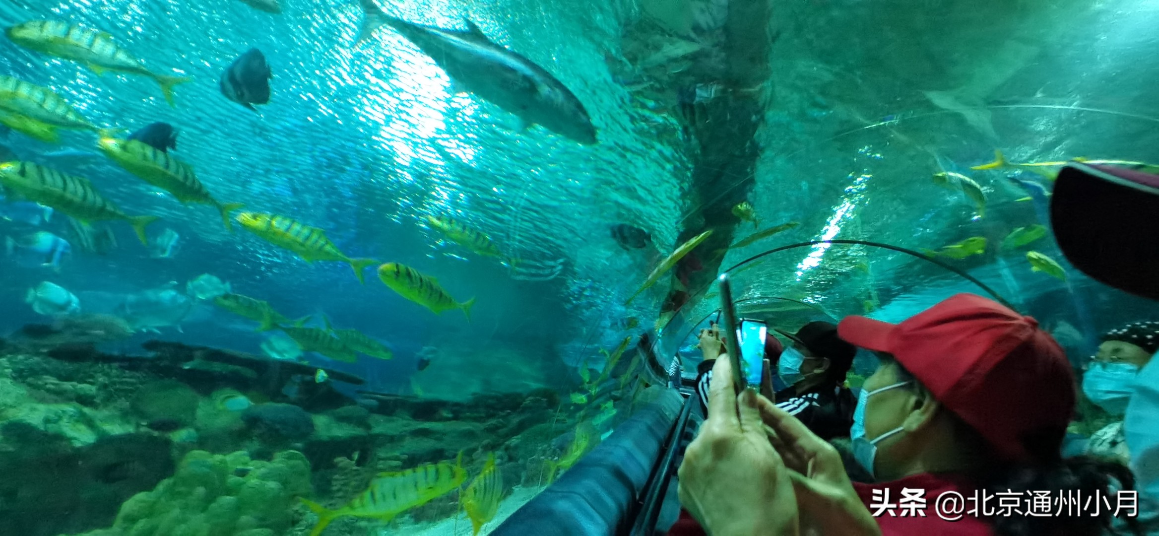 值得去看的海底世界,北京市海底世界门票多少钱