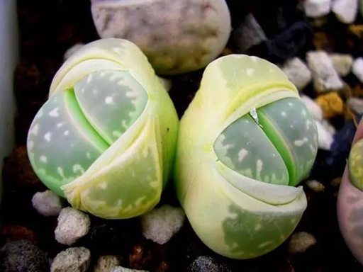 世界十大罕见花卉,世界名贵花卉高清大图