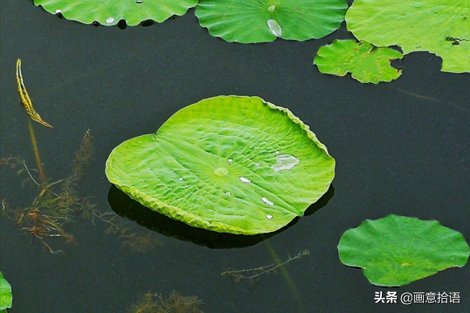 诗词鉴赏｜亭廊秀色觅荷香，月夜苍穹映碧光