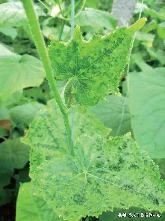 植物“癌症”病毒病高发，轻则减产，重则绝收！牢记10大防治要点