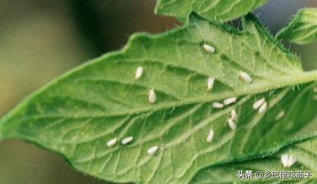 蔬菜粉虱怎么处理,蔬菜烟粉虱的天敌及综合防治策略