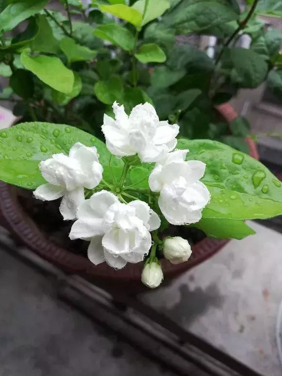 茉莉花长出白根可以扦插吗,茉莉花有白根枯杆还能返青吗