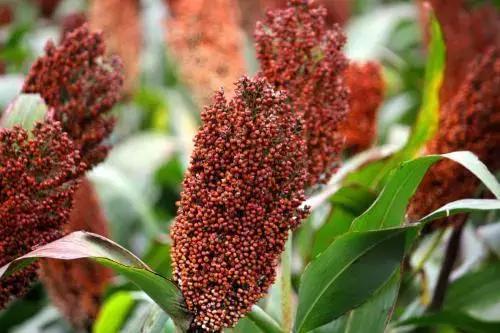 白酒生产过程有哪些,白酒生产其实技术很简单