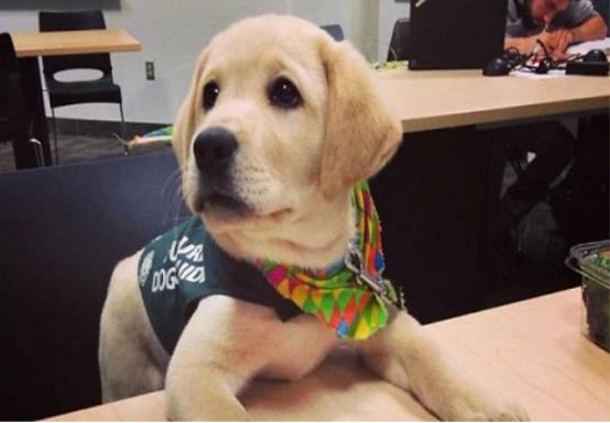 盘点狗子的暖心瞬间真的太暖心了,狗子的暖心举动