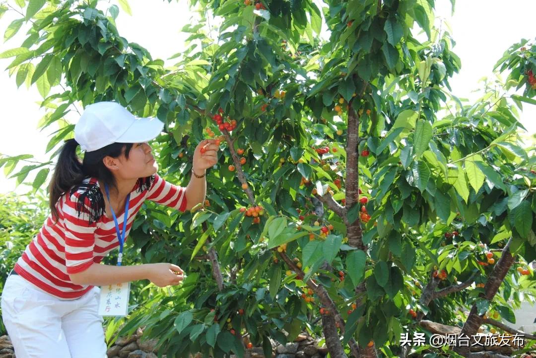 2022福山樱桃节是几月几日,富民樱桃采摘最佳时间