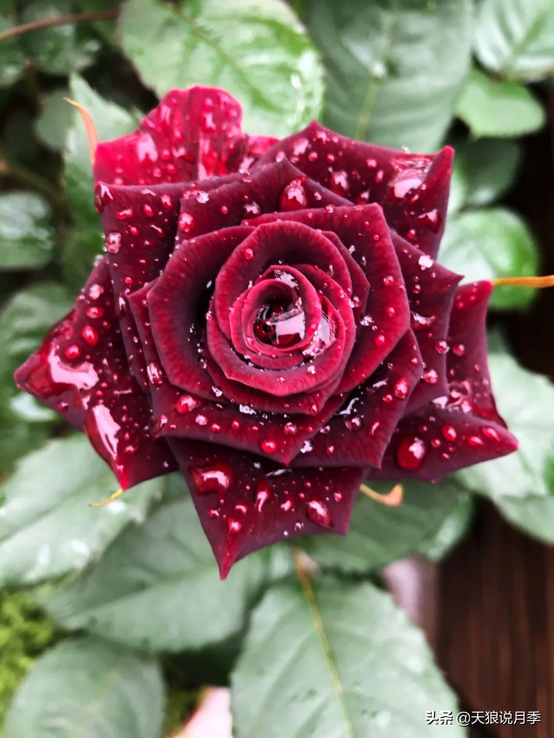 怎么打造露台小花园,如何打理自己的露台小花园