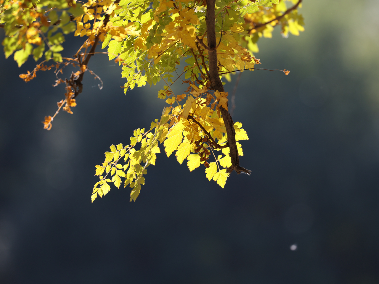 佳能rf100-500mm参数,佳能rf-s18-45mm测评