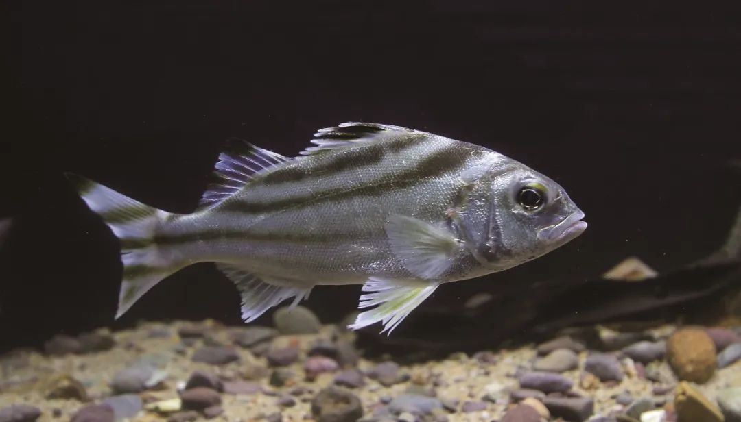 盘点那些大到离谱的淡水鱼,各种淡水鱼你认识吗