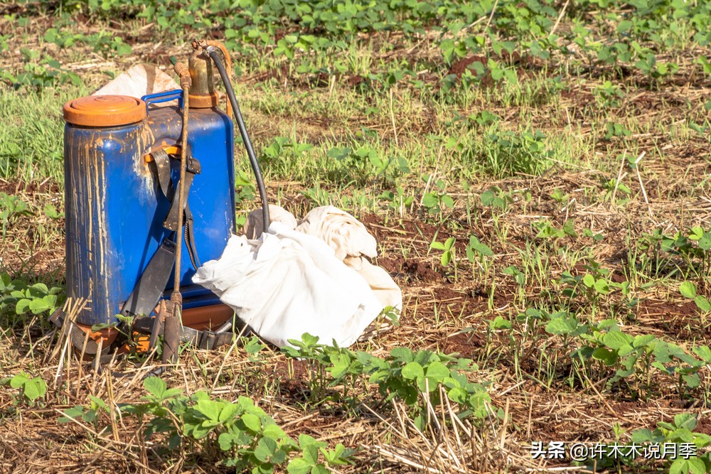 月季忘记埋冬肥了,月季清园几次