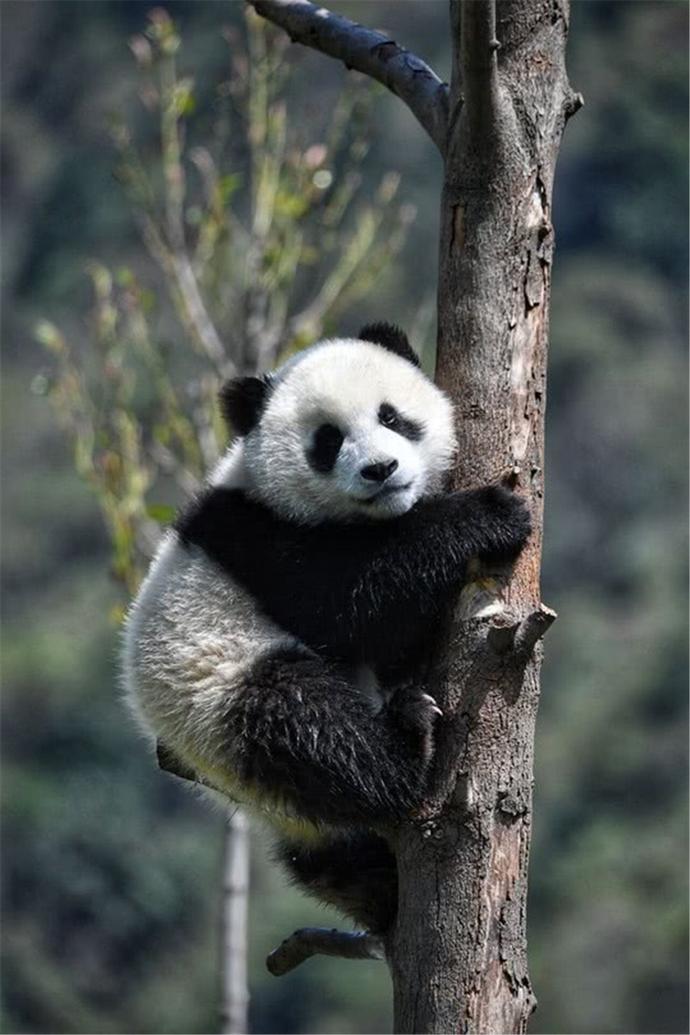 成年的大熊猫可以吃掉多少鲜竹,大熊猫花花吃到嫩竹