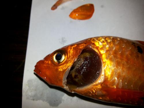 观赏鱼烂鳃病怎么治,观赏鱼烂鳃病症状