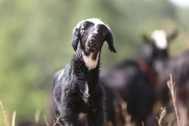 养殖什么稀奇的品种赚钱快又好养,养殖最赚钱的品种