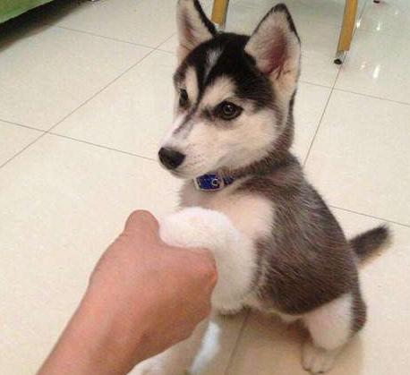 如何纠正狗狗在家随地大小便,3-7天解决狗狗随地大小便