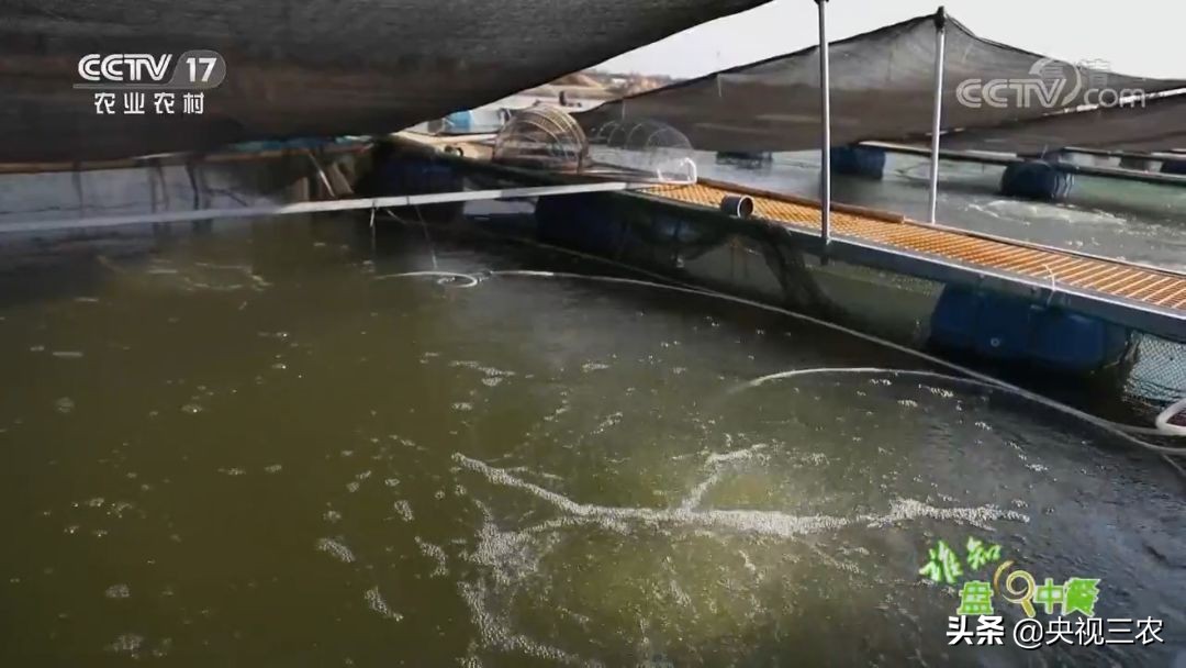 又臭又贵的臭鳜鱼,臭鳜鱼和桂鱼哪个贵呢