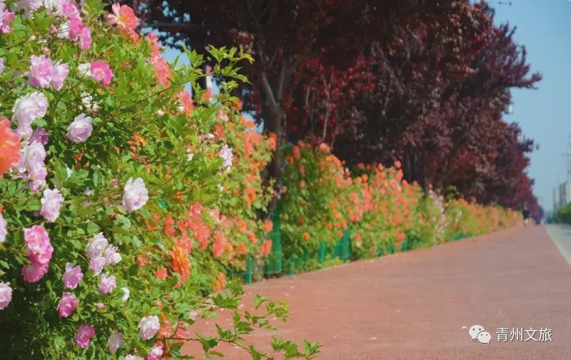 花满青州——初夏清浅微风起，蔷薇月季满城香