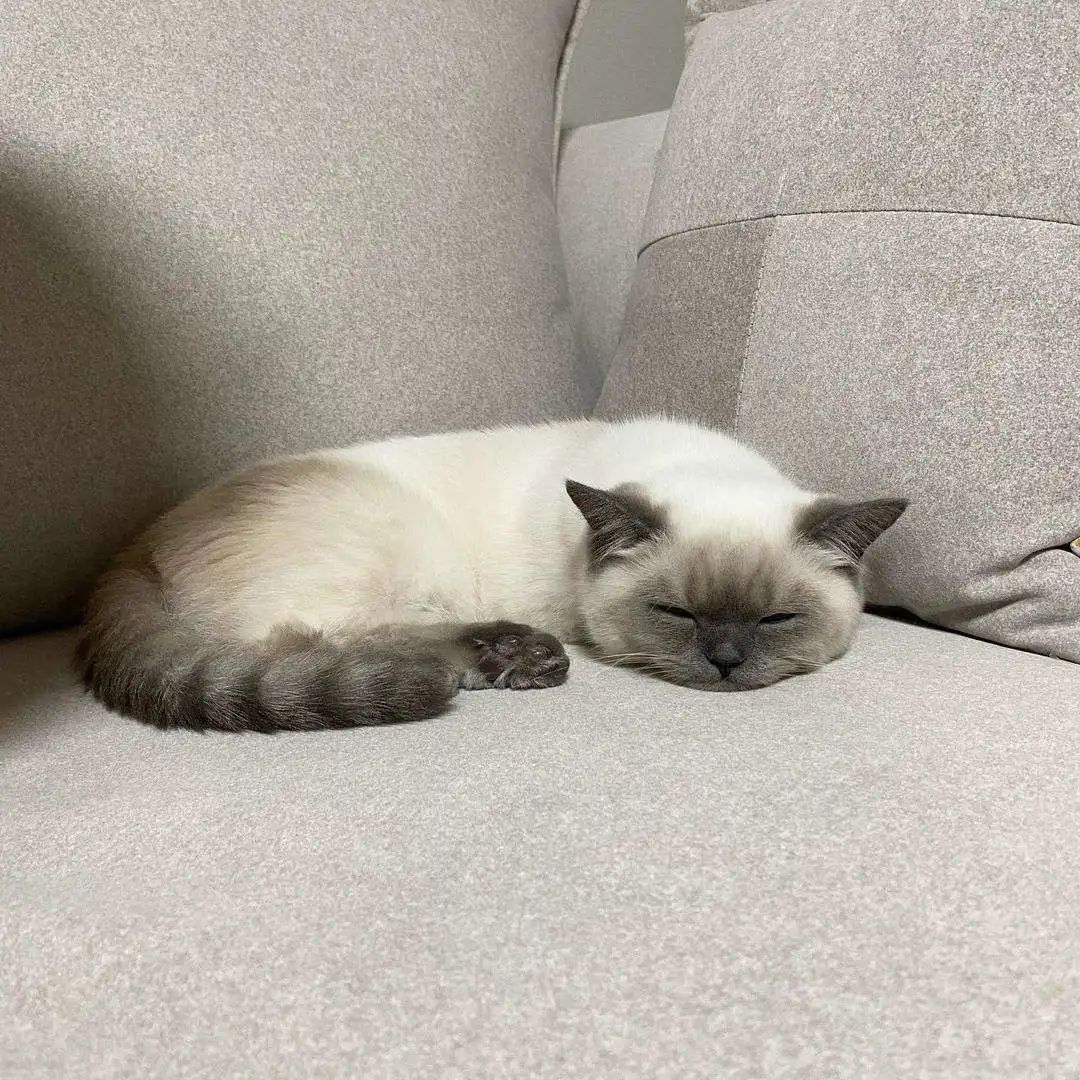 煤老板爆红完整版,煤老板ins