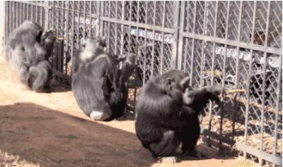 比利时女孩与黑猩猩相爱,比利时女子称与黑猩猩相爱