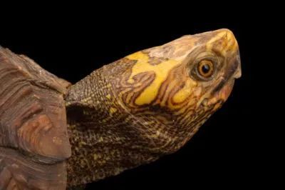 卢比达山龟介绍,卢比达山龟保护级别