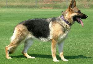 成年德牧怎么训练坐和卧,如何训练德牧卧下