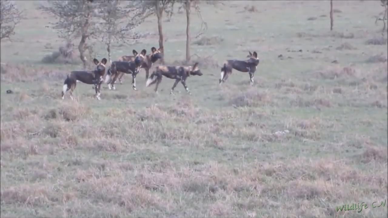 我的个子不大，但是我就喜欢攻击个头大的，你猜我是什么动物