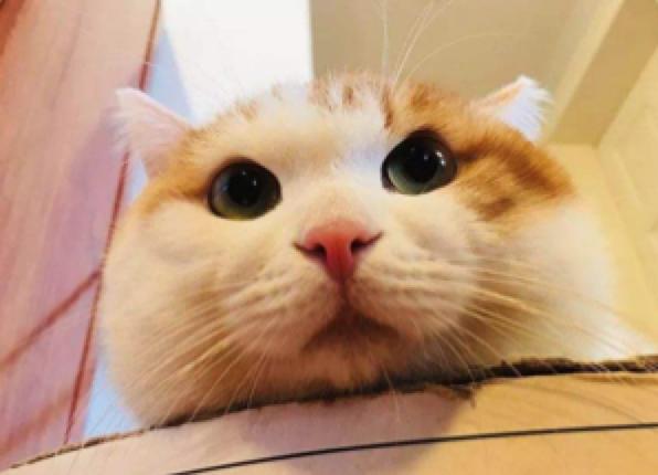 什么都能治的宠物医生,了不起的宠物医生观后感