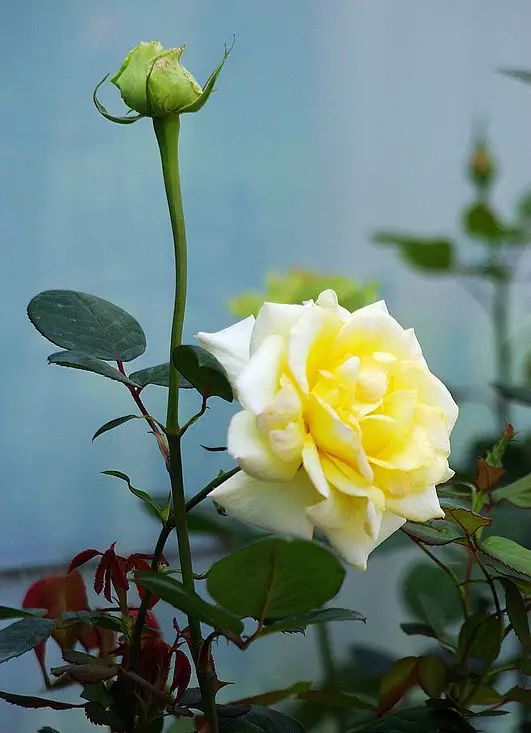 中国十大名花惊艳千年,中国十大名花美极了