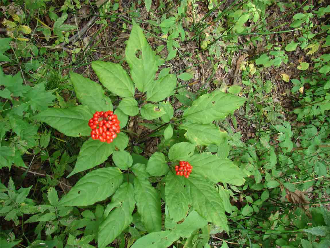 野生人参为什么那么珍贵,同样规格的人参为什么价格不一样